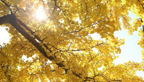 Der Ginkgo ist ein Unikum, sagt der Autor. Foto: PastorJeon / Pixabay