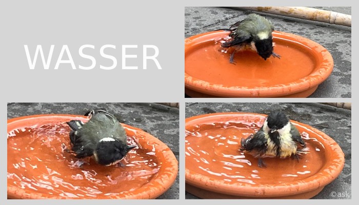 Dieser Meise reicht schon ein kleiner Untersetzer mit Wasser. Foto: Antje Schlenker-Kortum